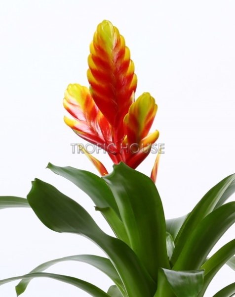 Вриезии микс в CLASSICO LS 21 Вриезии микс в CLASSICO LS 21