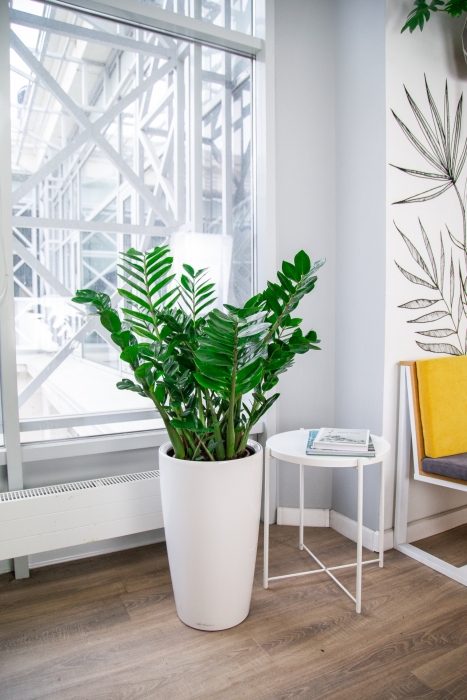 Замиокулькас 27/100 см