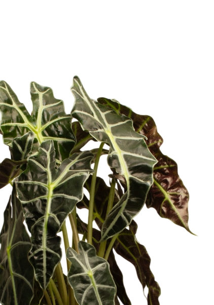 Алоказия Полли 17/50 см в QUADRO LS 21