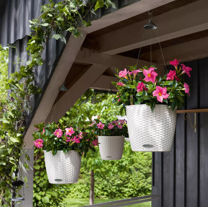 Петуния Розовая в NIDO Cottage 27