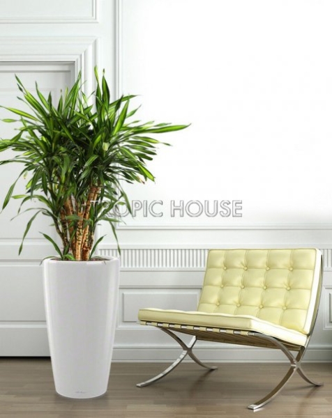 Драцена Рики RONDO 40 Драцена Рики RONDO 40