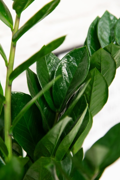 Замиокулькас 17/70 см