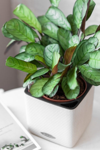 Ктенанта Амагрис в CUBE GLOSSY 14