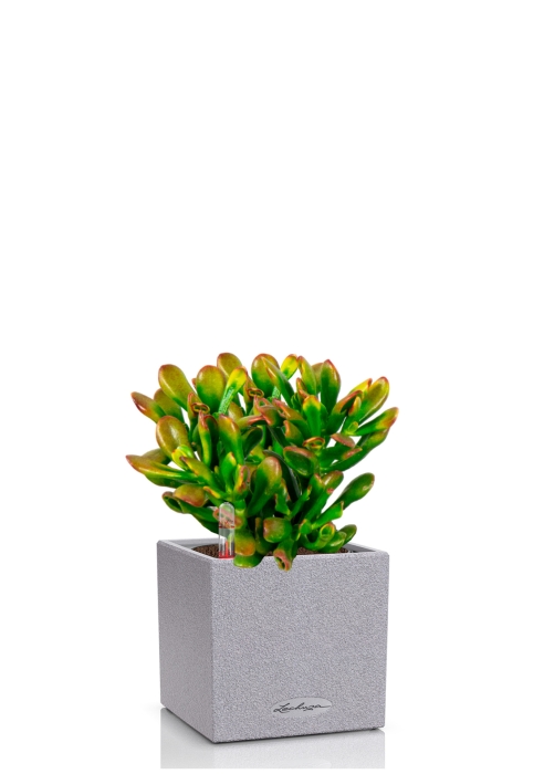 Крассула микс в CANTO STONE 14, серый камень