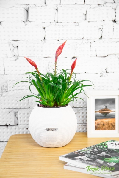 Вриезия Астрид в PURO 20 Вриезия Астрид в PURO 20