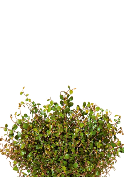 Мюленбекия 12/20 см в CUBE GLOSSY KISS 14