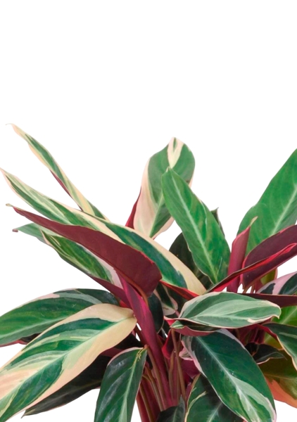 Строманта 12/40 см в CUBE COLOR 14