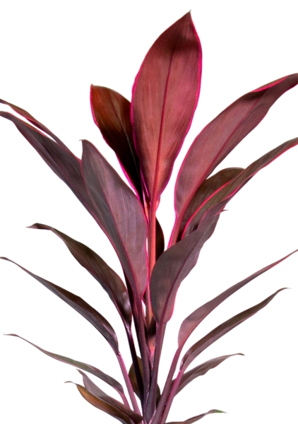 Кордилина Танго 12/35 см