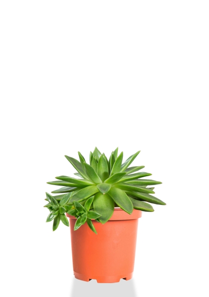 Эхеверия зеленая 10/15 см Эхеверия зеленая 10/15 см