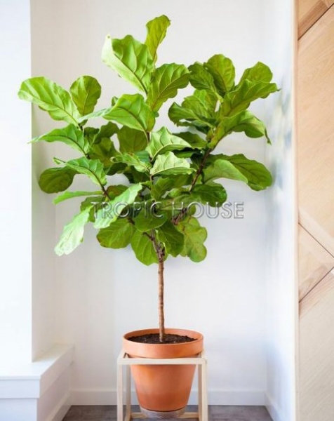 Фикус Лирата на стволе 34/160 см