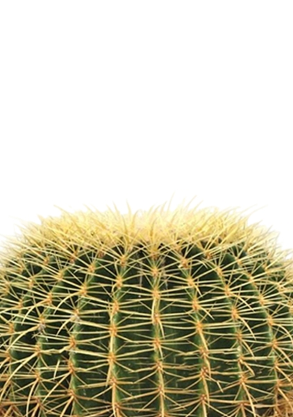 Эхинокактус Грузони 12/20 см в CANTO STONE 14