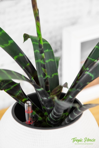 Вриезия тигровая в PURO 20 Вриезия тигровая в PURO 20