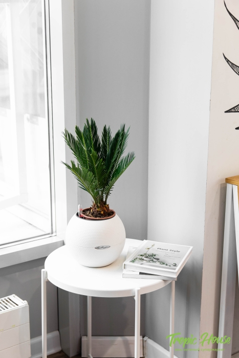 Цикас в PURO 20