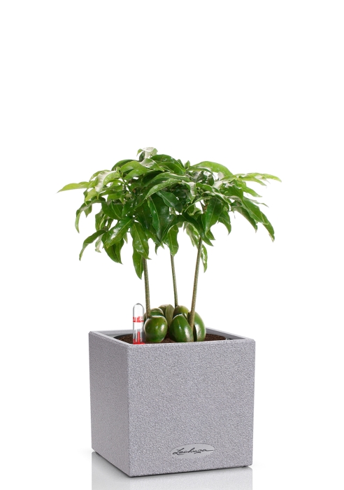 Кастаноспермум в CANTO STONE 14, серый камень