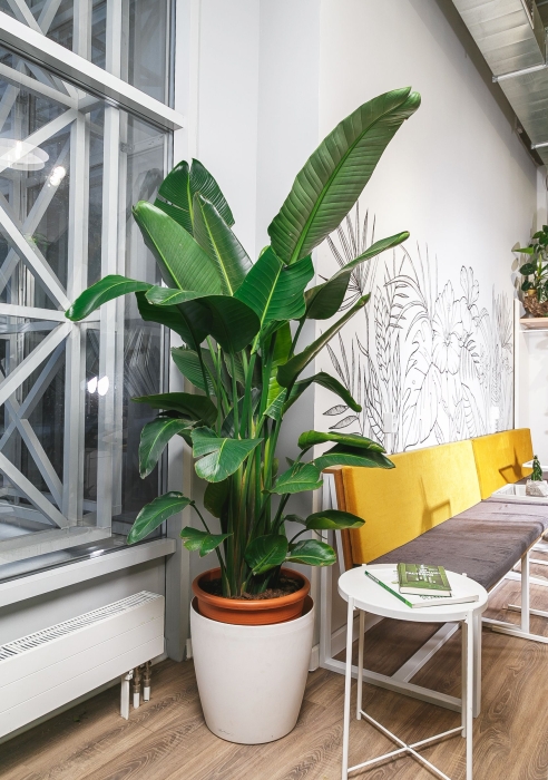 Стрелиция De Luxe в Classico 50