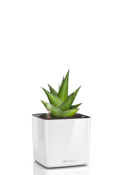 Сансевиерия Аббей Краун в CUBE Glossy 14, белый блестящий