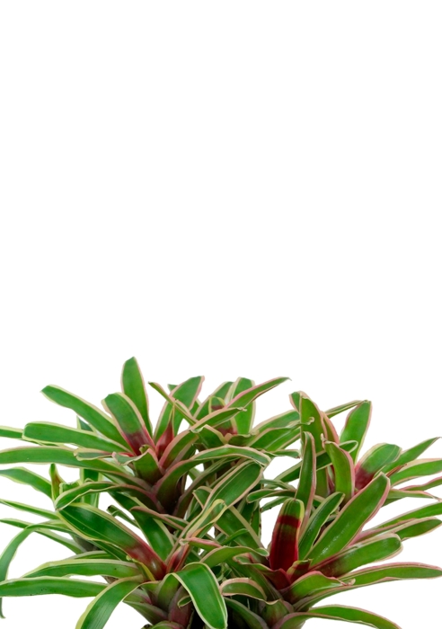 Нидулярия в CANTO STONE 14