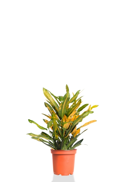 Кротон (Кодиеум) Санни 12/30 см Кротон (Кодиеум) Санни 12/30 см