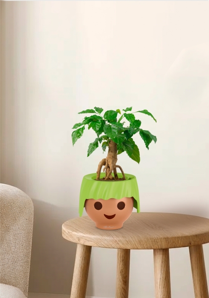 Радермахера бонсай 12/30 см в OJO