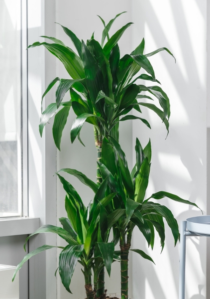 Драцена Джанет Крейг 3 ствола 26/110 см в CLASSICO COLOR 28 Драцена Джанет Крейг 3 ствола 26/110 см в CLASSICO COLOR 28