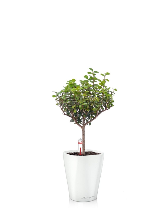 Мирсина MINI-DELTINI 10/30 см Белый блестящий