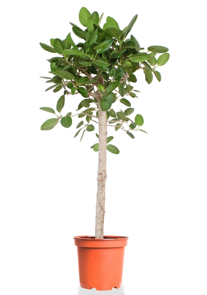 Фикус Бенгальский на штамбе 50/200 см