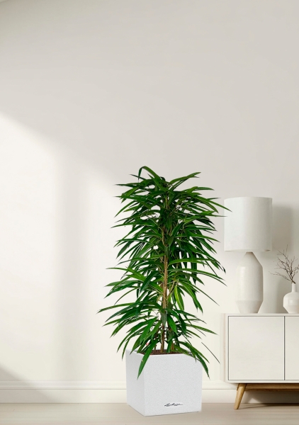 Фикус Али пирамида 24/120 см в CANTO STONE LOW 30