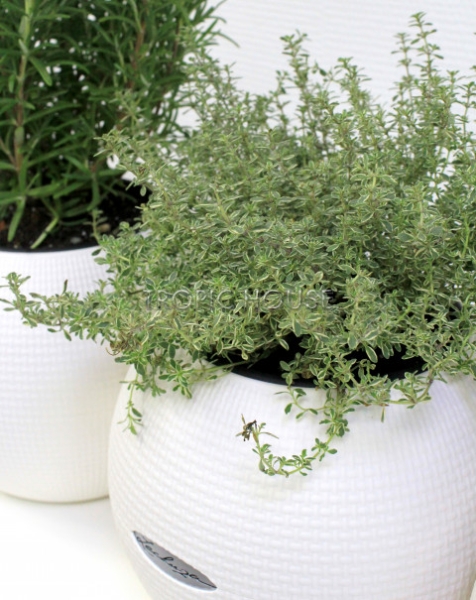 "Набор для кухни" Пряные травы в PURO 20