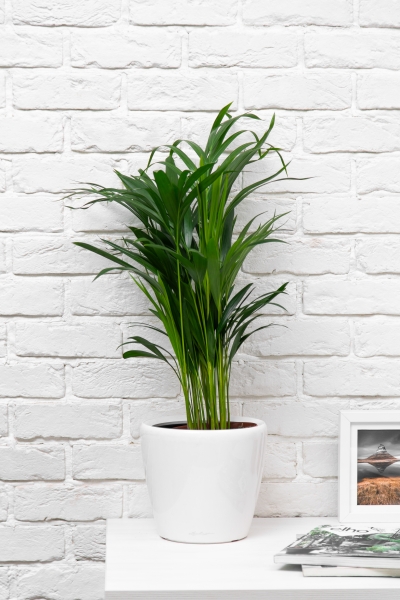 Хризалидокарпус 17/60 см Хризалидокарпус 17/60 см