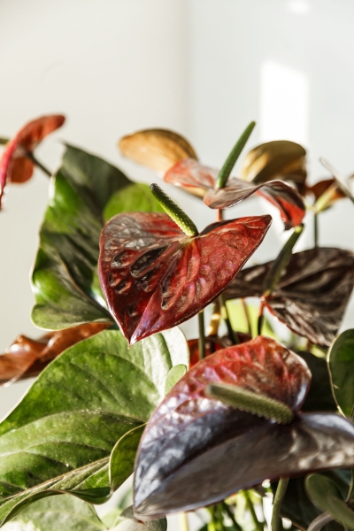 Антуриум шоколадный в CLASSICO LS 21 Антуриум шоколадный в CLASSICO LS 21