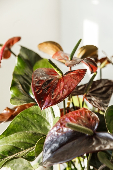 Антуриум шоколадный в CLASSICO LS 21