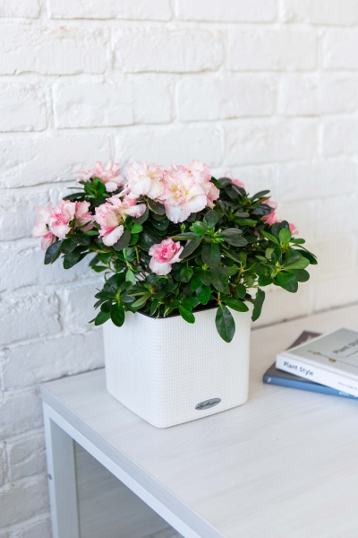 Азалия Фландрес розовая 14/30 см в PURO 20