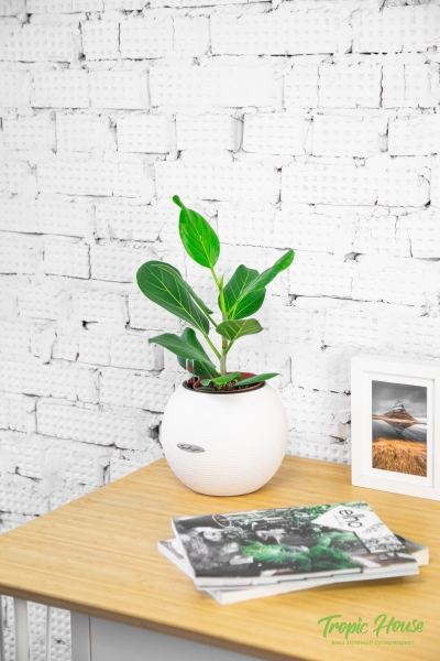 Фикус Бенгальский Одри 12/30 см