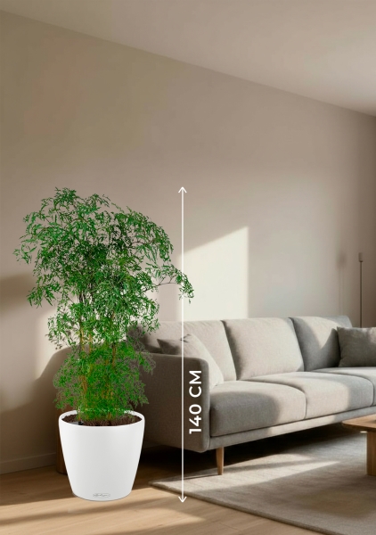 Полисциас Фрутикоза 27/140 см в CLASSICO COLOR 35 Полисциас Фрутикоза 27/140 см в CLASSICO COLOR 35