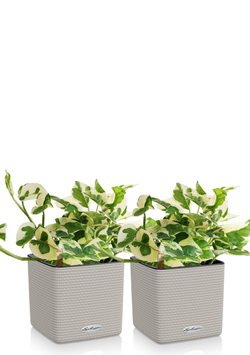 Набор Эпипремнумов Энджой в CUBE COLOR 14 Песочно-коричневый