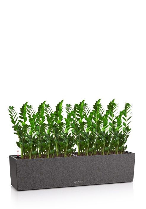 Замиокулькас в BALCONERA STONE 80, графитовый черный