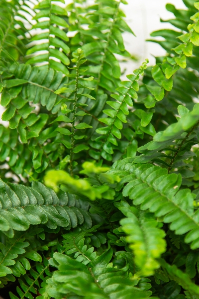 Нефролепис в CLASSICO 21