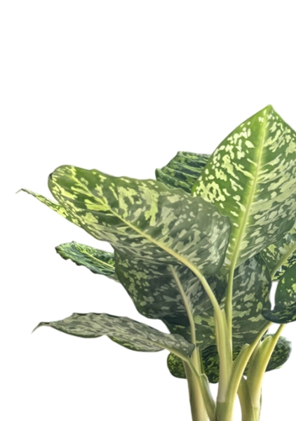 Диффенбахия Рефлектор 14/50 см в CLASSICO COLOR 18 Диффенбахия Рефлектор 14/50 см в CLASSICO COLOR 18