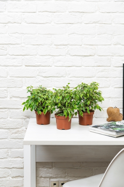 Фикус Бенджамина Кинки Пестрый 12/30 см Фикус Бенджамина Кинки Пестрый 12/30 см