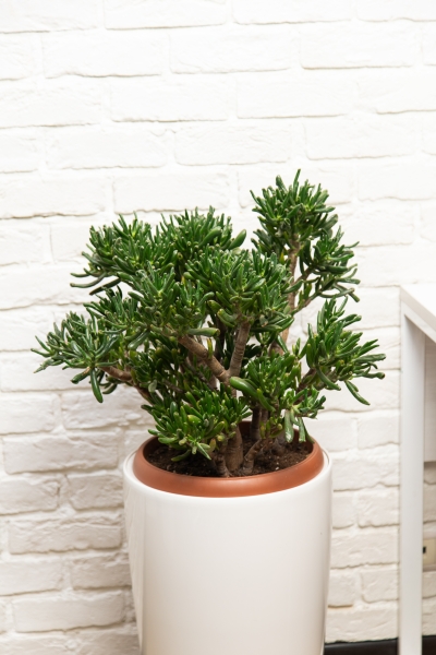 Крассула Хоббит 30/60 см в RONDO 32