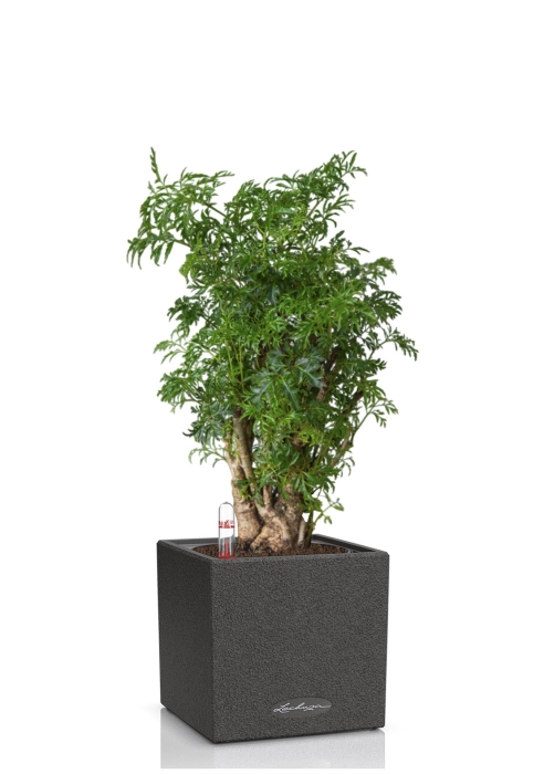 Полисциас в CANTO STONE 14, графитовый черный