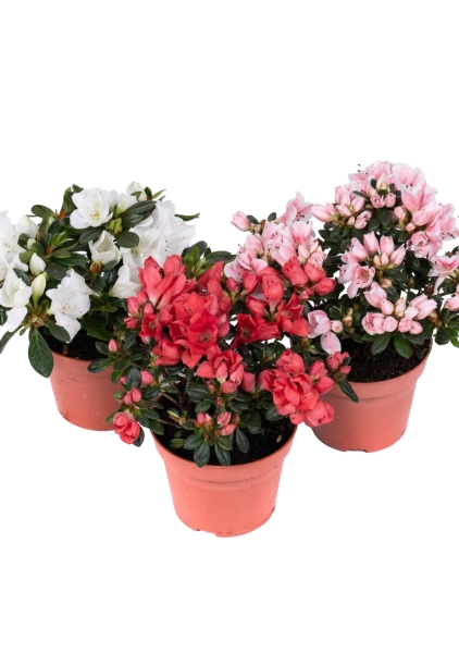 Азалия индика микс 12/25 см в CLASSICO COLOR 18 Азалия индика микс 12/25 см в CLASSICO COLOR 18