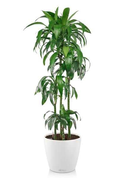 Драцена Джанет Крейг 4 ствола в CLASSICO COLOR 35