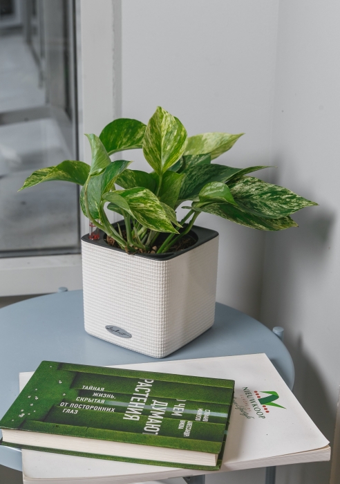 Сциндапсус Марбл Квин в CUBE COLOR 14