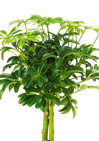 Шеффлера Компакта на штамбе 12/40 см