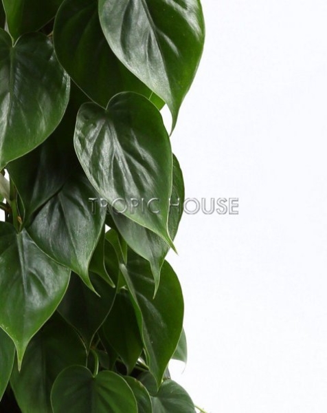 Филодендрон микс в Cottage 50