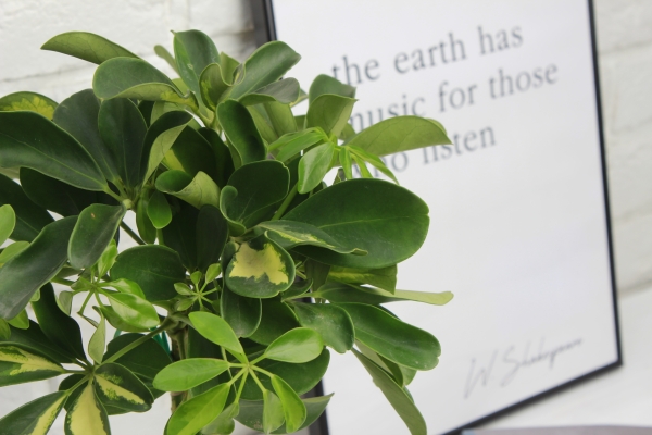 ШеффШеффлера Голд Капелла штамб 12/40 см в CLASSICO COLOR 18