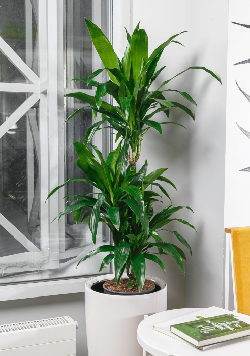 Драцена Джанет Крейг 3 ствола в RONDO 32