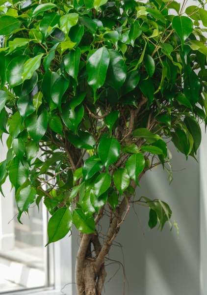 Фикус Экзотика переплетенный в CLASSICO COLOR 35