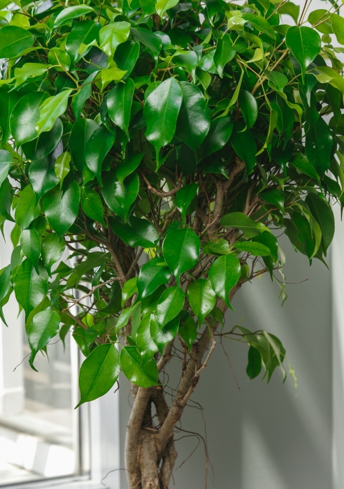 Фикус Экзотика переплетенный в CLASSICO COLOR 35